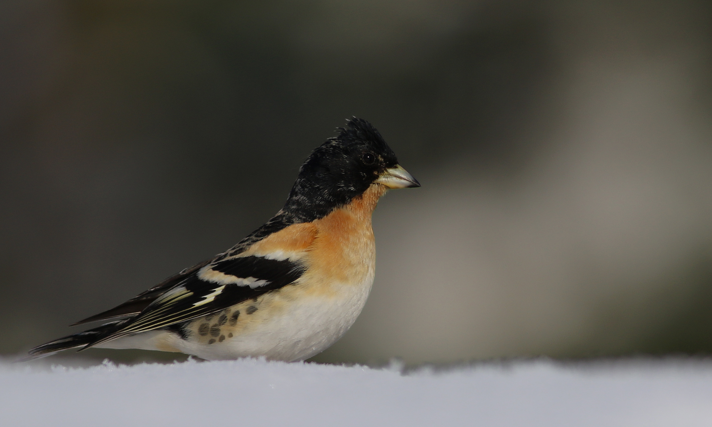 Brambling